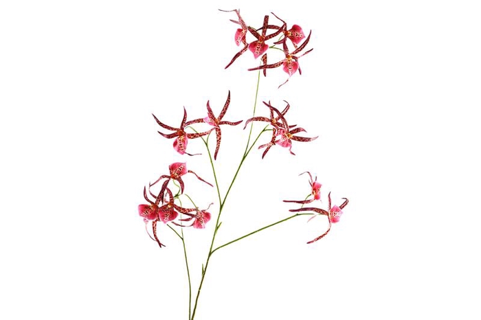 <h4>Spider Orchid Pink</h4>
