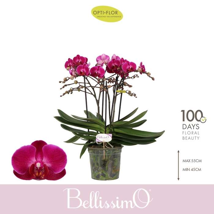 <h4>Bellissimo Amore</h4>