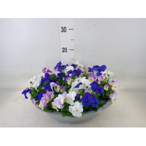 Viola corn.   ...mix