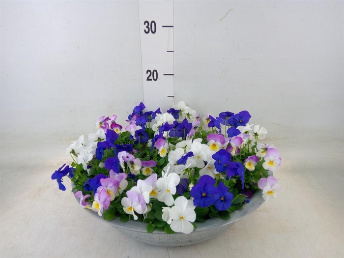 <h4>Viola corn.   ...mix</h4>