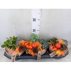 Arr.  Succulents L%