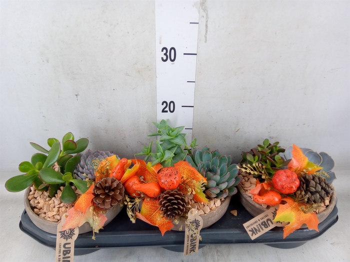 <h4>Arr.  Succulents L%</h4>