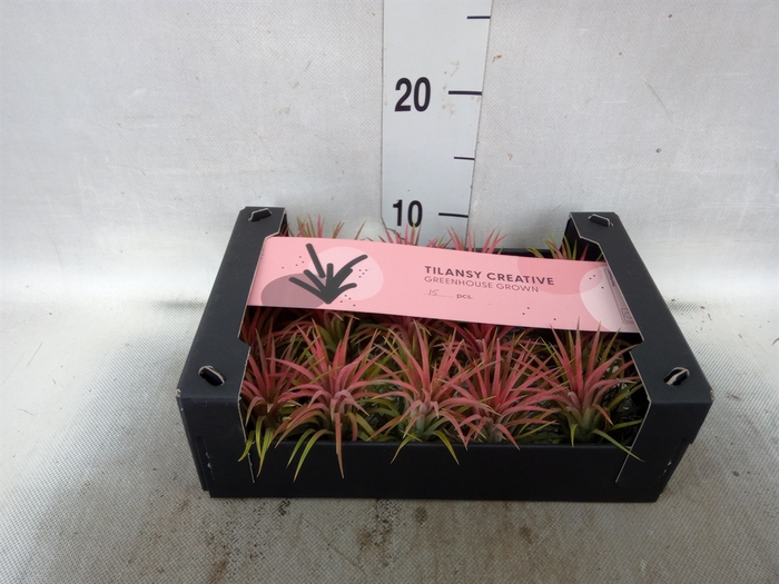 <h4>Tillandsia ionantha</h4>