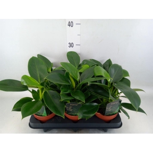 Philodendron  'Green Princess'