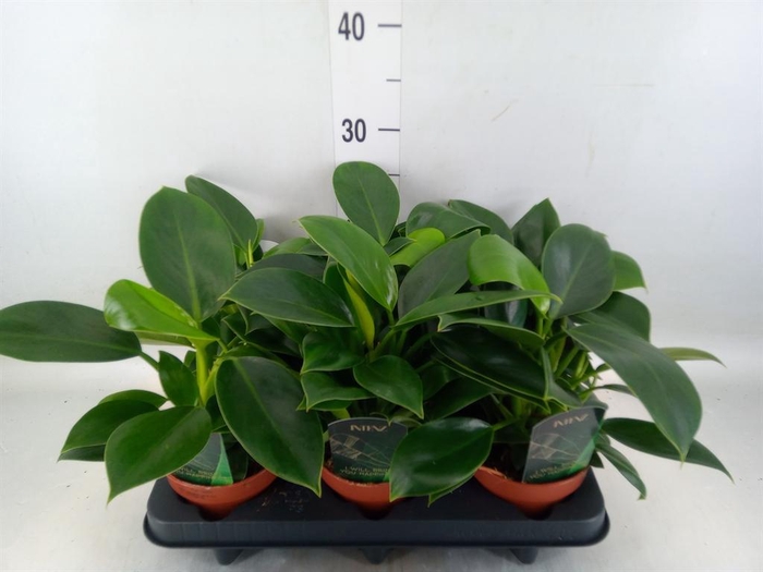 <h4>Philodendron  'Green Princess'</h4>