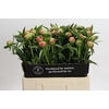 Paeonia Coral Charm