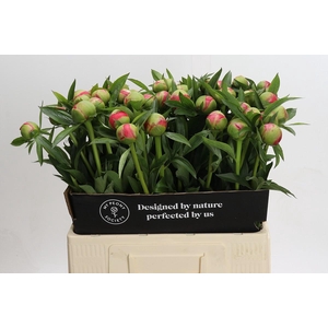 Paeonia Coral Charm