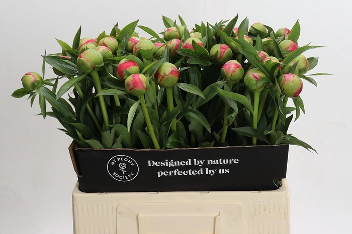 <h4>Paeonia Coral Charm</h4>