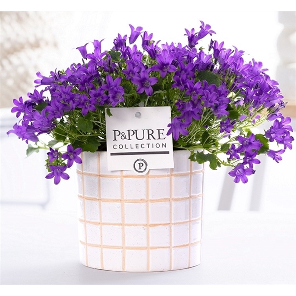 <h4>Campanula 'Porto' Pure Tirza</h4>