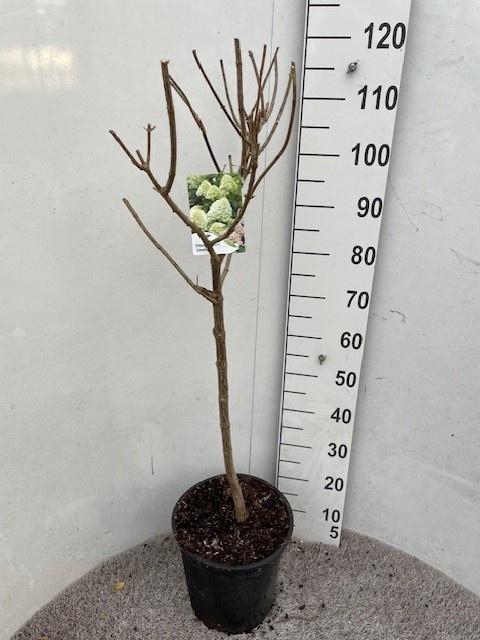 <h4>HYDR PANICULATA</h4>