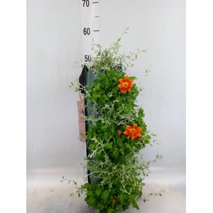 Perkplanten   ...sorted   [Bedding]