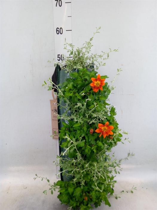 <h4>Perkplanten   ...sorted   [Bedding]</h4>