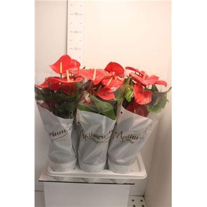 Anthu An Minnesota 6+