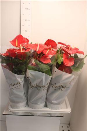 <h4>Anthu An Minnesota 6+</h4>