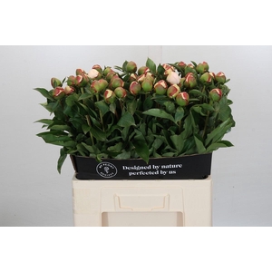 Paeonia Festiva Maxima