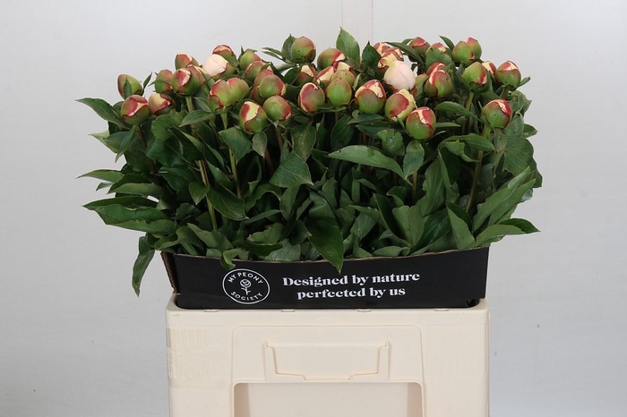 <h4>Paeonia Festiva Maxima</h4>