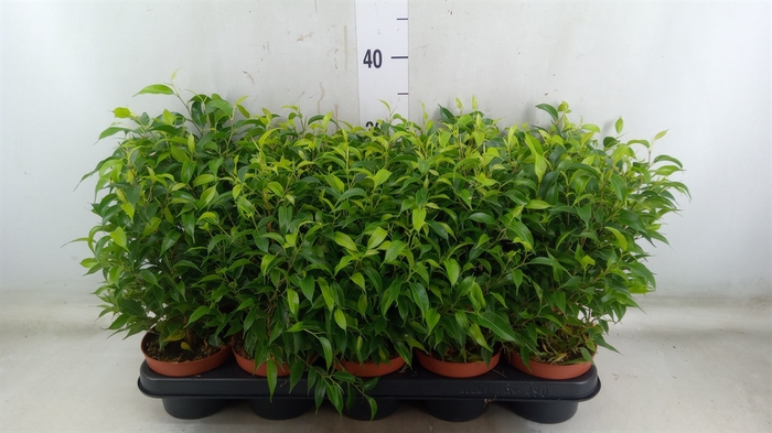 <h4>Ficus benja. 'Natasja'</h4>
