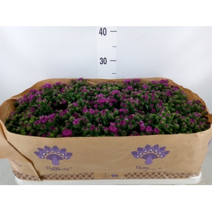 Aster n-b 'Showmakers Magenta'