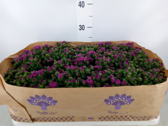 <h4>Aster n-b 'Showmakers Magenta'</h4>