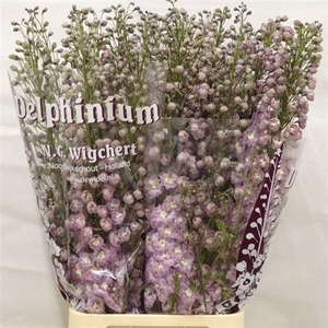 Delph Du Dew Flaming 120cm