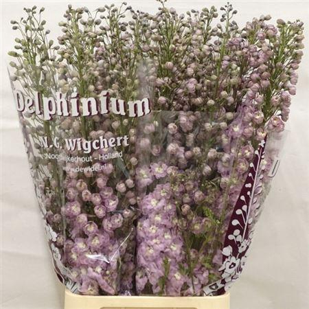 <h4>Delph Du Dew Flaming 120cm</h4>