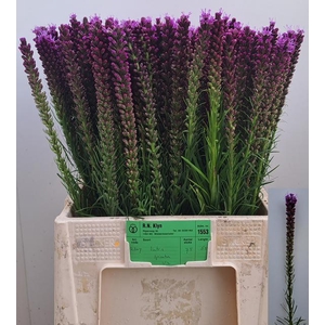 LIATRIS SPICATA