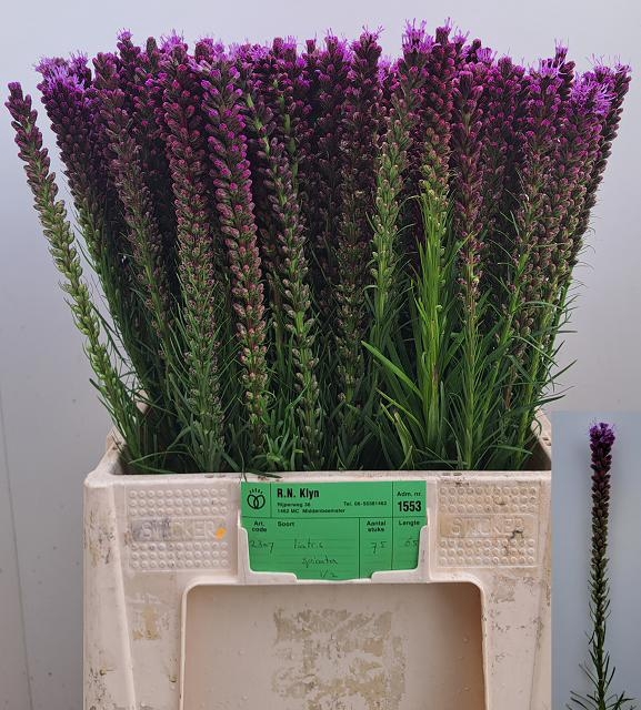 LIATRIS SPICATA