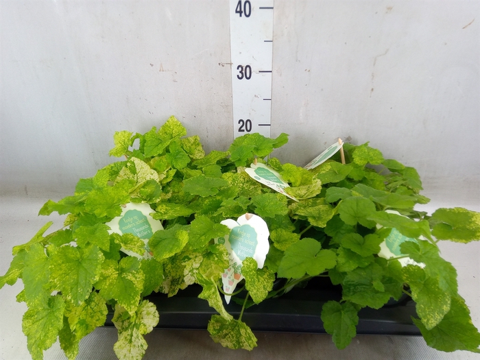 <h4>Tolmiea menziesii   ...variegated</h4>