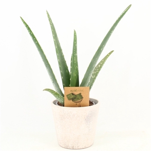 Aloe Vera P10,5 in keramiek Amy