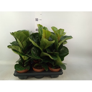 Ficus lyrata 'Bambino'