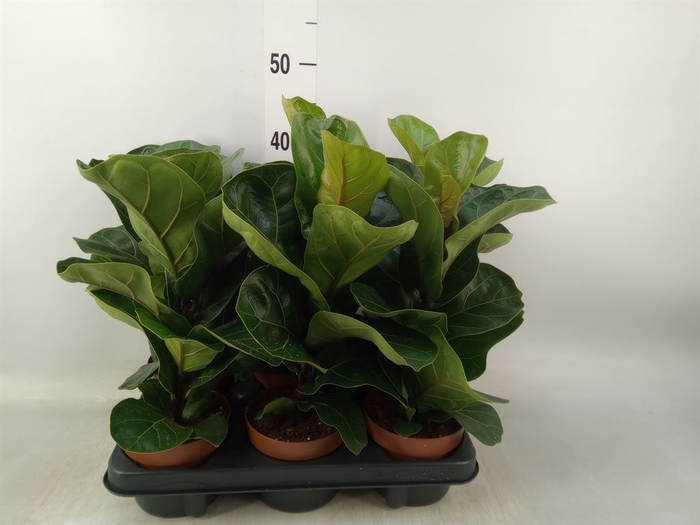 <h4>Ficus lyrata 'Bambino'</h4>