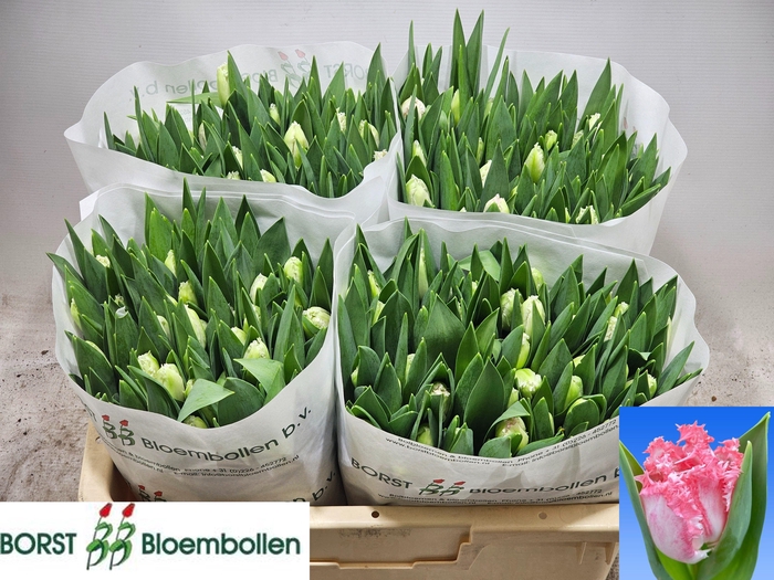 <h4>TU FR NEGLIGE</h4>