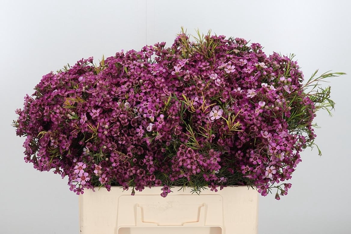 <h4>Chame Un Jupiter</h4>