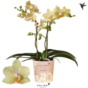 Kolibri Orchids Phalaenopsis Mineral Livorno 2 spike