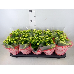 Kalanchoe blos. 'Calandiva Whites'