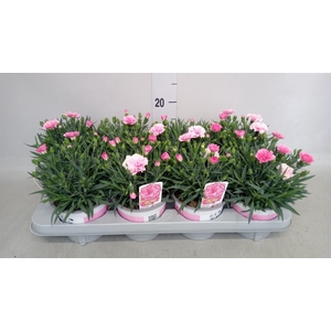 Dianthus  'I Love U'