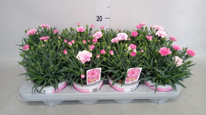 <h4>Dianthus  'I Love U'</h4>