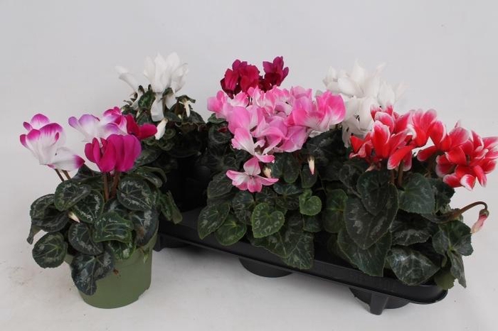 <h4>CYCL GR SUP MAMMOTH</h4>