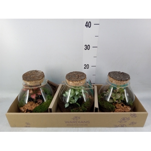 Arr.   Kamerplant Groen H%