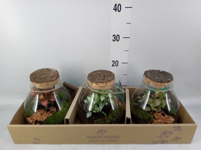 <h4>Arr.   Kamerplant Groen H%</h4>
