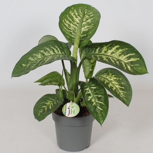 Dieffenbachia segu. Reeva