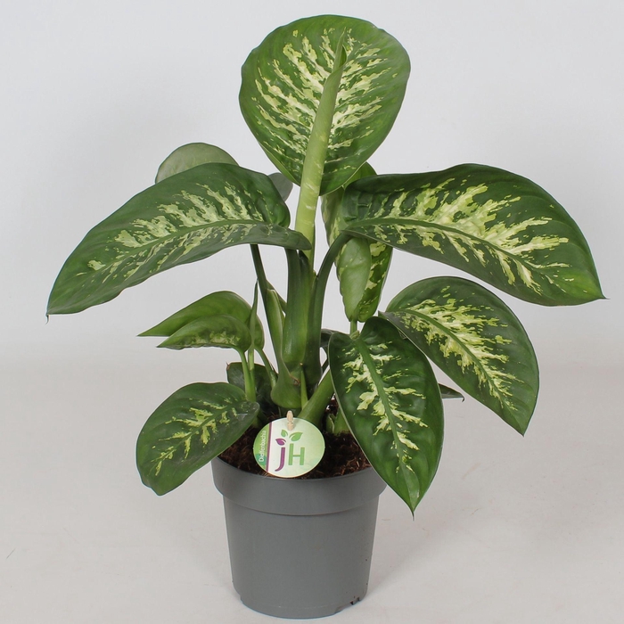 <h4>Dieffenbachia segu. Reeva</h4>