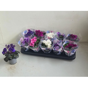 SAINTP IN ROCOCO GEM