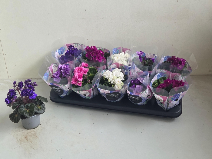 <h4>SAINTP IN ROCOCO GEM</h4>