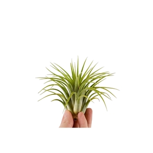 Tillandsia ionantha groen XL