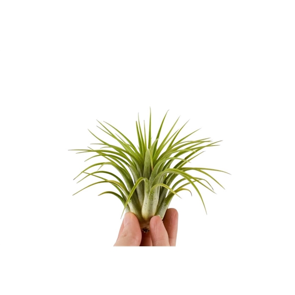 <h4>Tillandsia ionantha groen XL</h4>