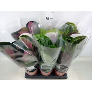 Calathea roseopicta   ...mix