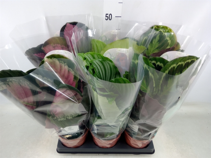 <h4>Calathea roseopicta   ...mix</h4>