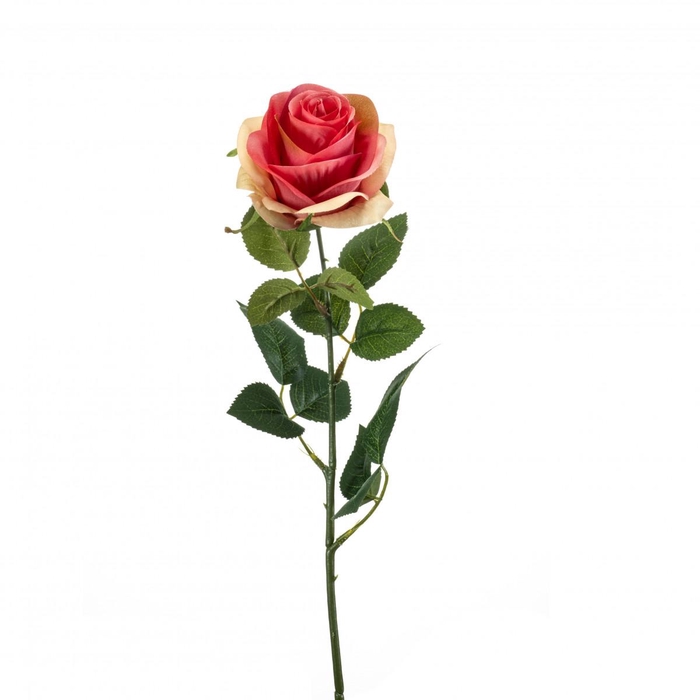<h4>Rosa 65cm</h4>