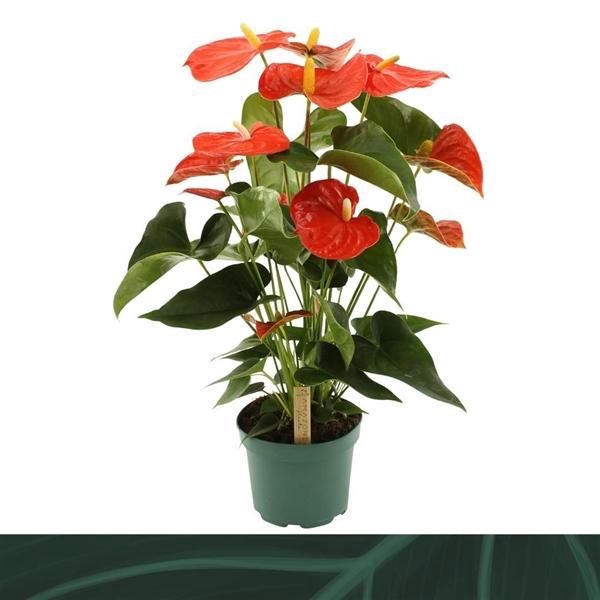 <h4>Anthurium (Andreanum Grp) Florida</h4>